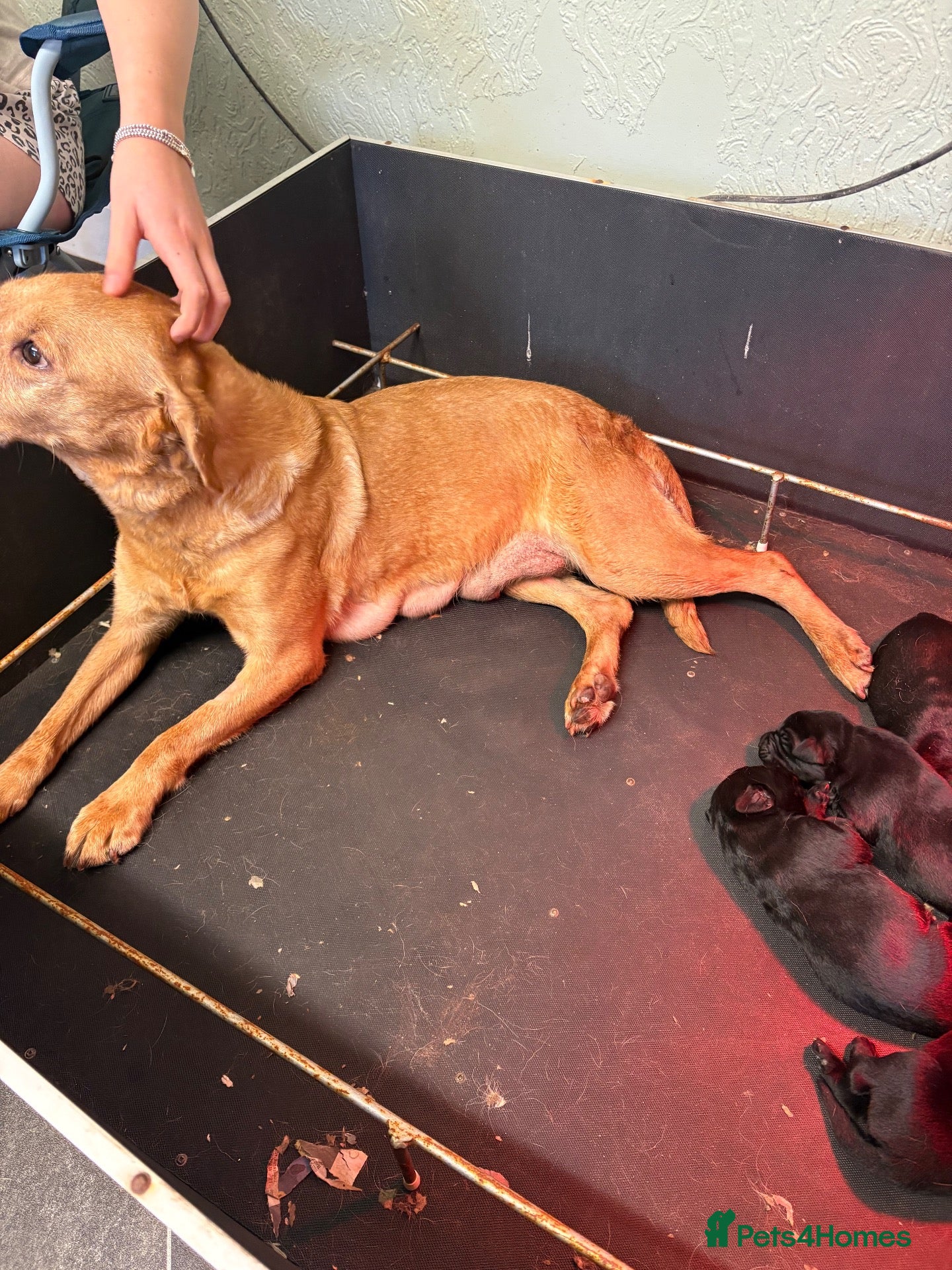 Labrador Retriever dogs Lovely litter of Labrador puppies - Advert 1