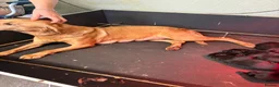 Labrador Retriever dogs for sale: Lovely litter of Labrador puppies - Advert 1