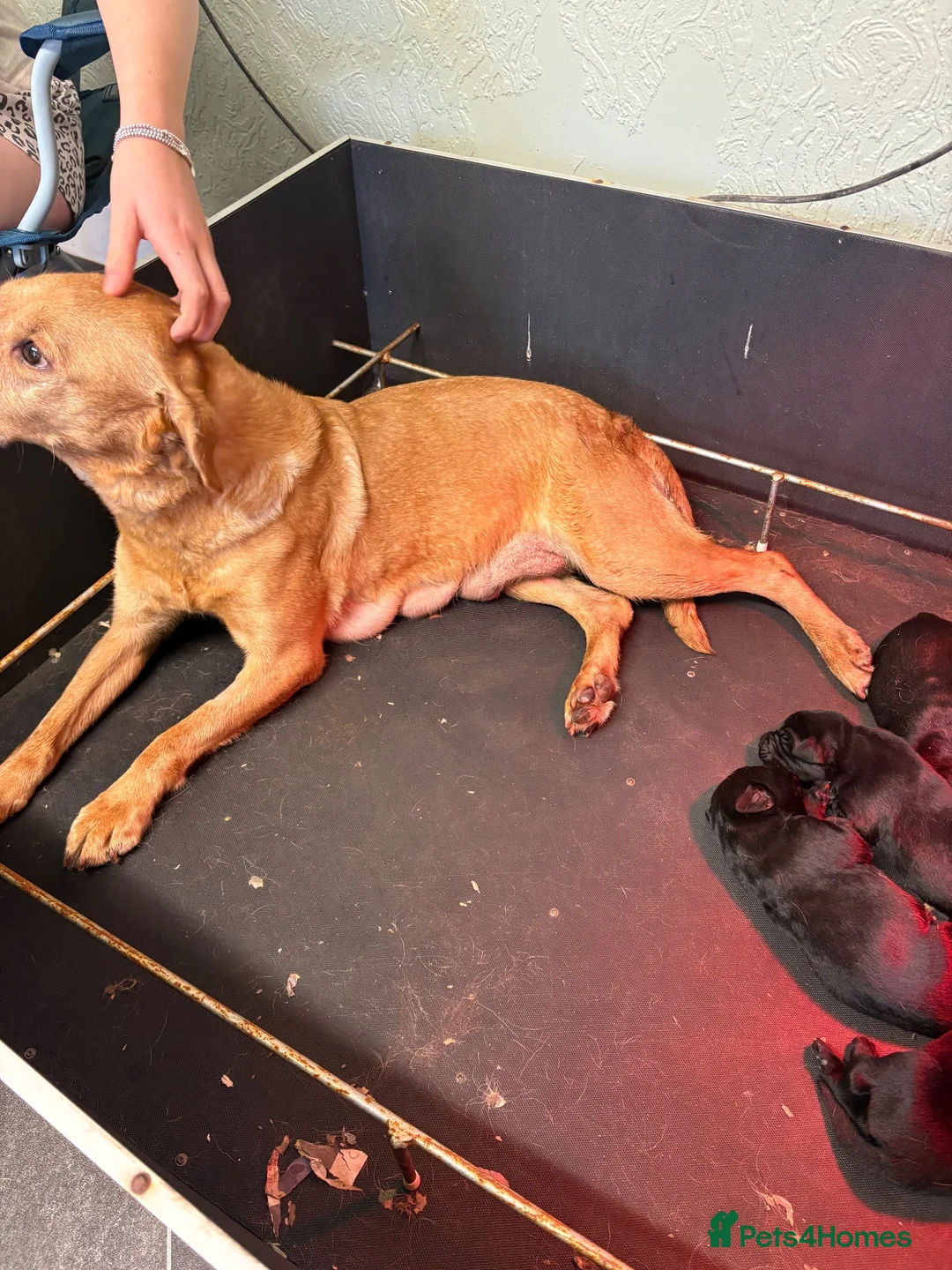 Labrador Retriever dogs for sale: Lovely litter of Labrador puppies - Advert 1