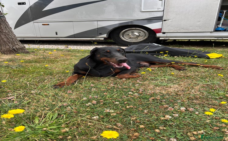 Dobermann dogs - Advert 1