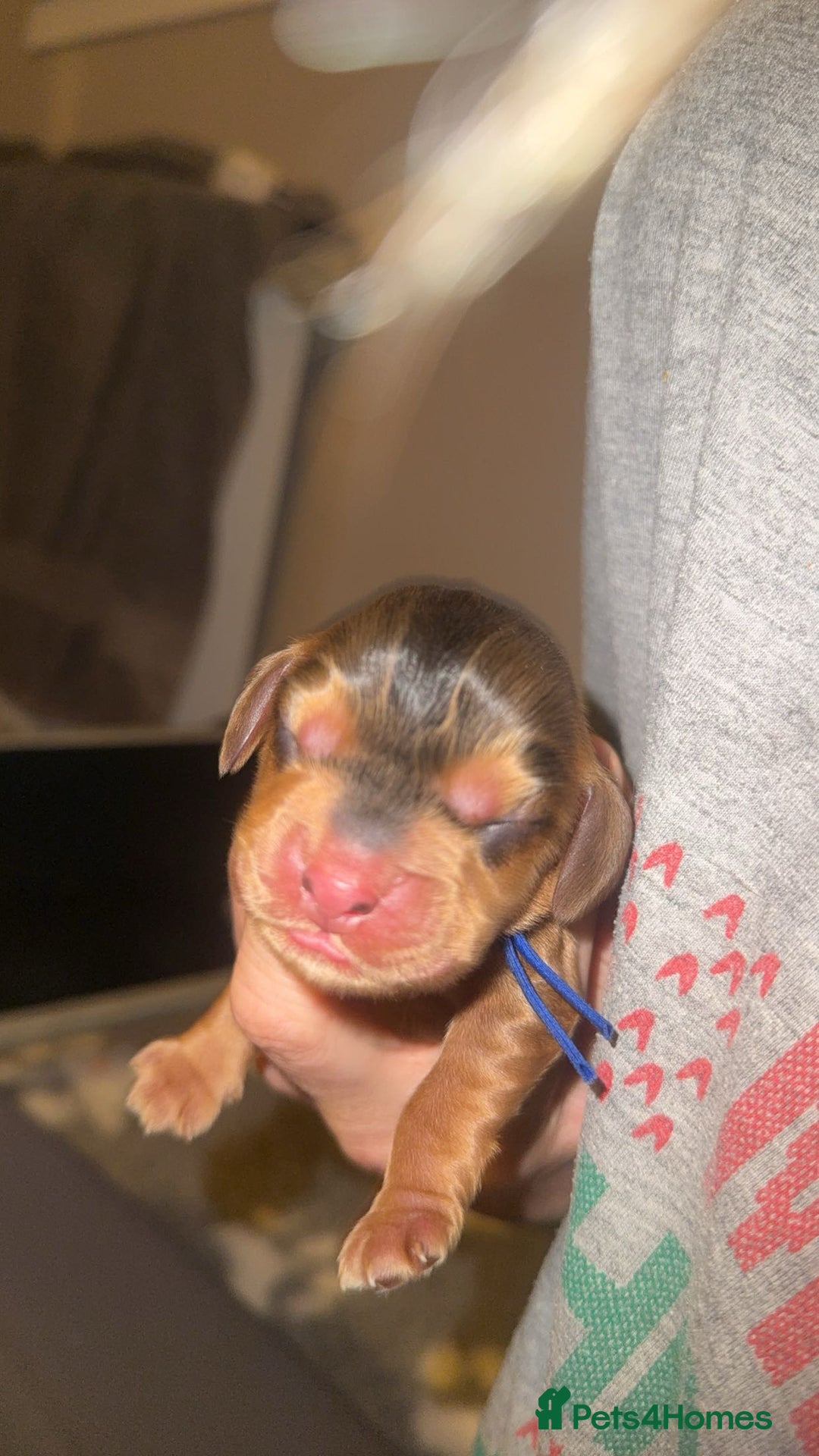 Cocker Spaniel dogs for sale: KC Reg Show Cocker Spaniel Puppies  - Advert 18