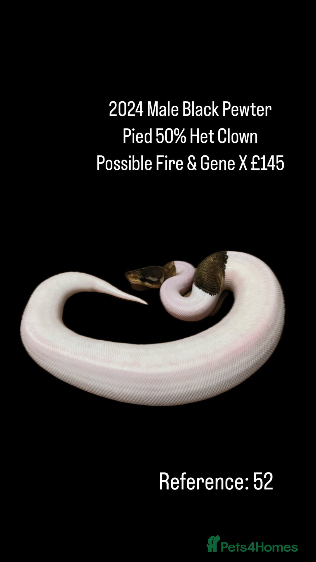 Python Snake reptiles for sale: Various 2025 & 2024 Pied Ball Pythons Royal Snake - Image 20