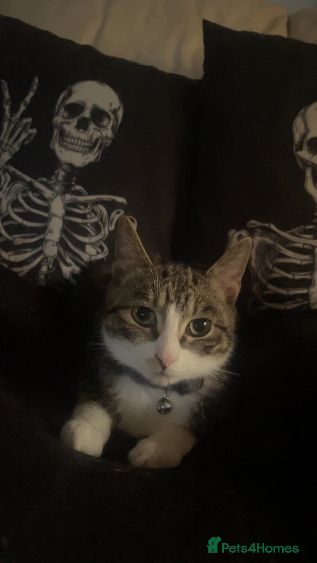 Domestic Shorthair cats for sale: Domestic shorthair  - Advert 4