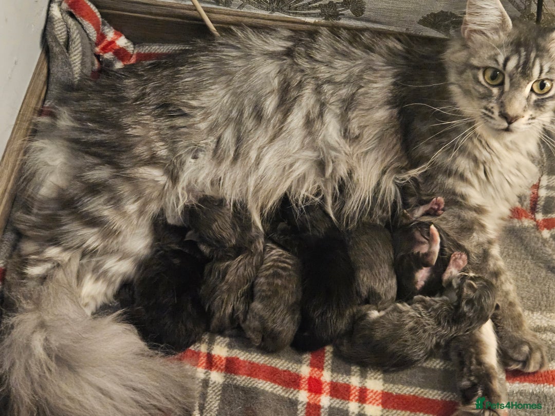Maine Coon cats for sale: HIGH SILVER EHITE  GIRL ✨TICA REG BREEDER - Image 27