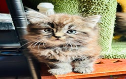 Scottish Fold cats for sale: Scotich fold long hair  - Image 12