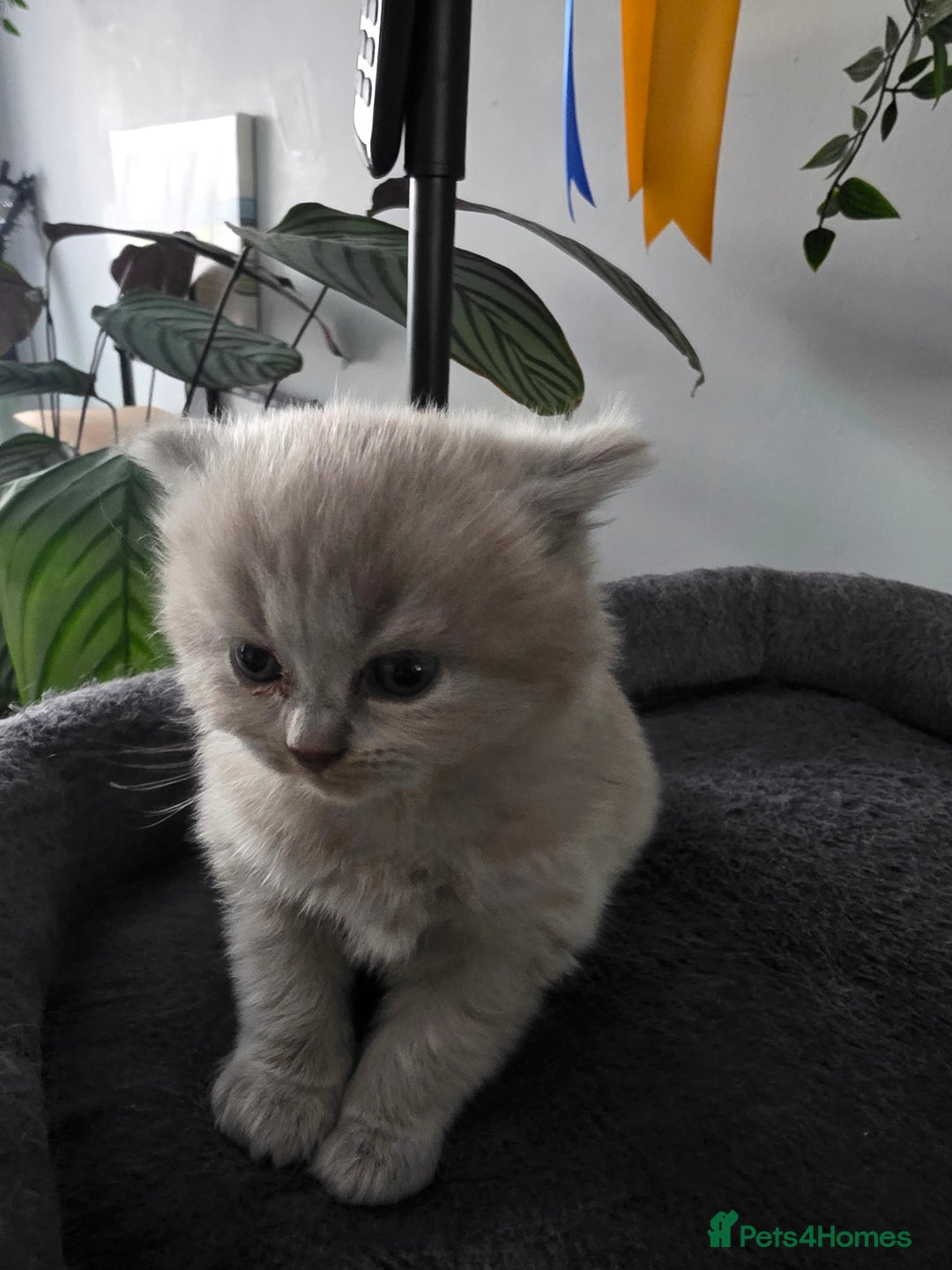 British Shorthair cats for sale: Beautiful GCCF register BSH and BLH - Advert 5