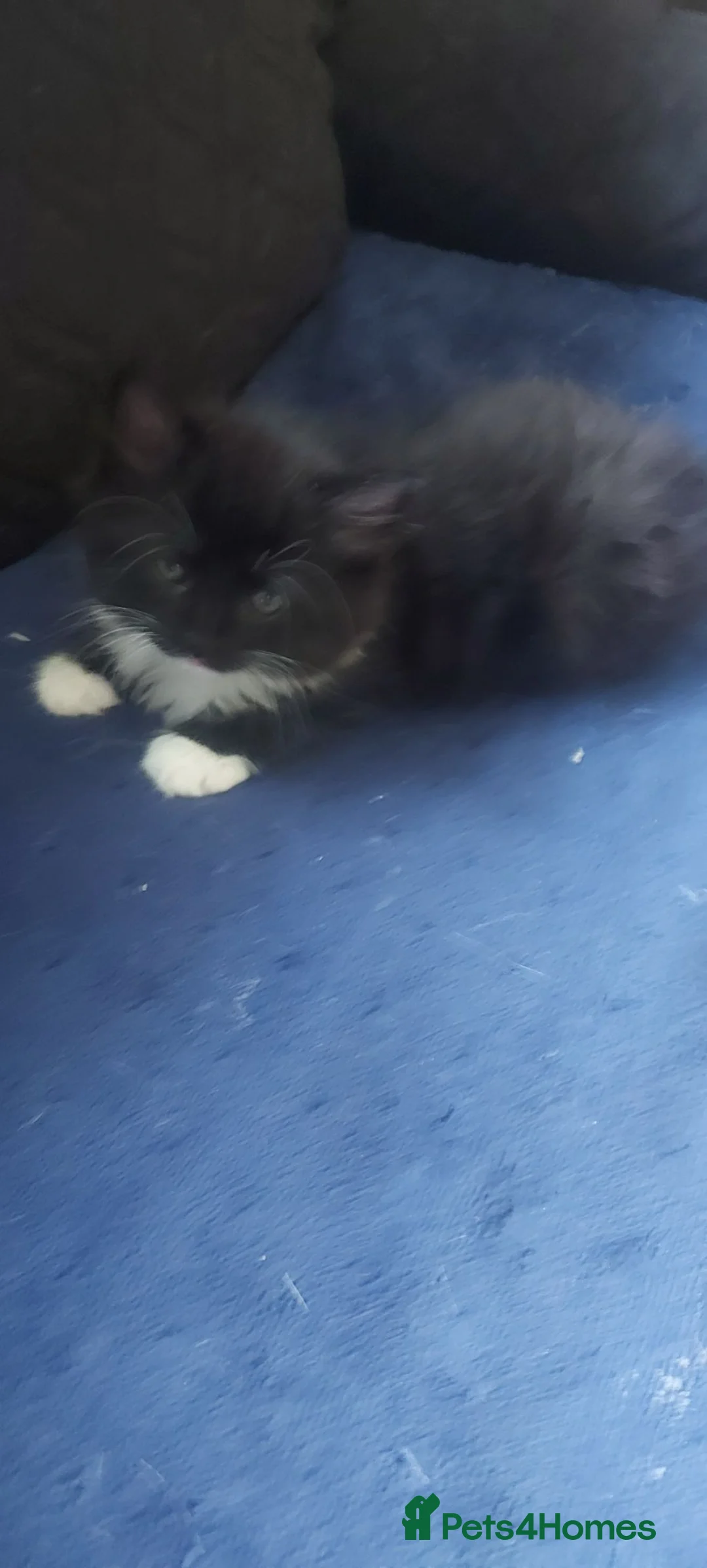 Mixed Breed cats for sale: Kittens ready now  - Advert 7