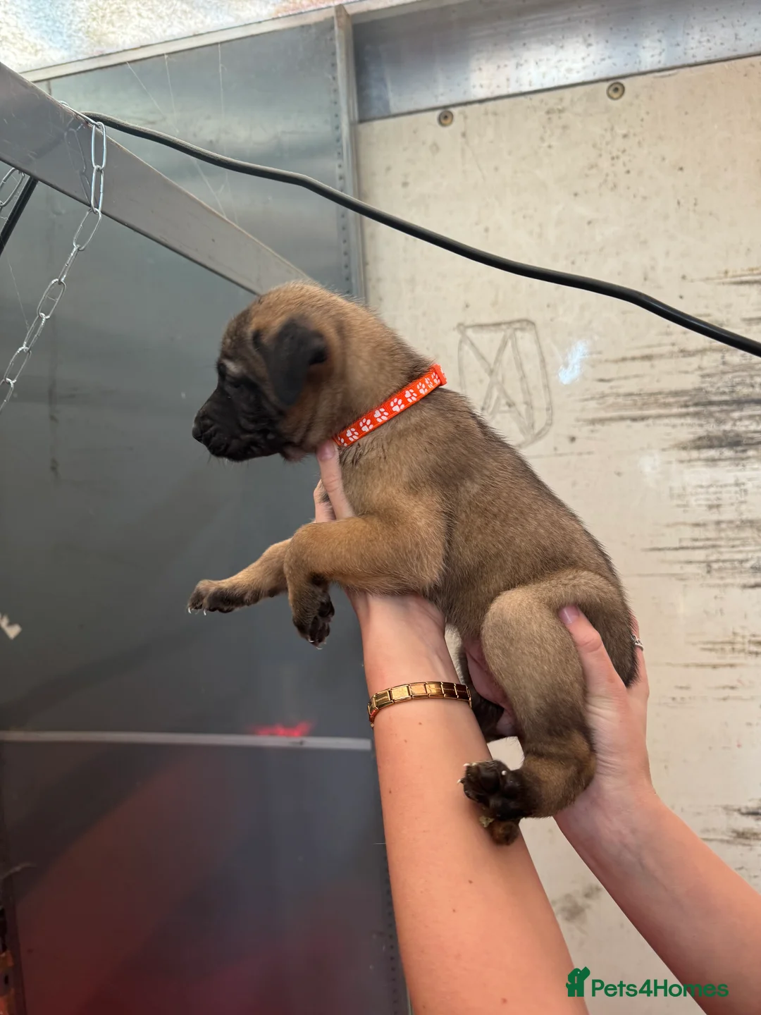 Belgian Shepherd Dog dogs for sale: Gorgeous Belgian Malinois Puppies - Advert 21