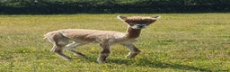 Alpaca livestock for sale: Selection of Alpacas for Sale - Advert 6