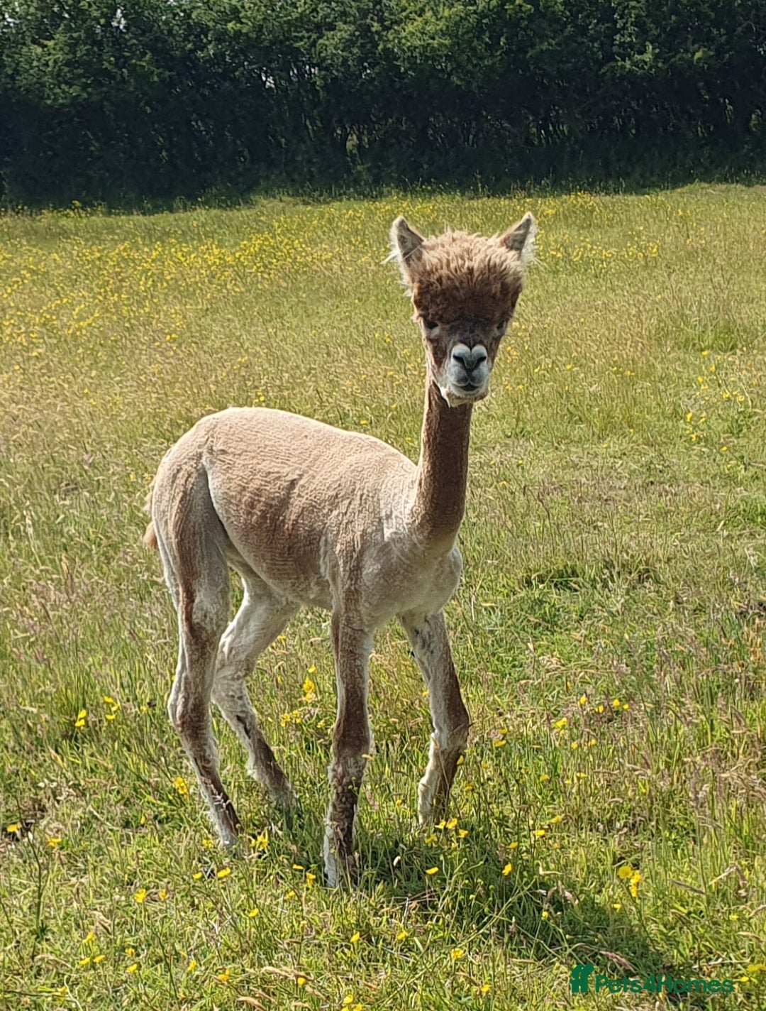 Alpaca livestock for sale: Selection of Alpacas for Sale - Advert 6
