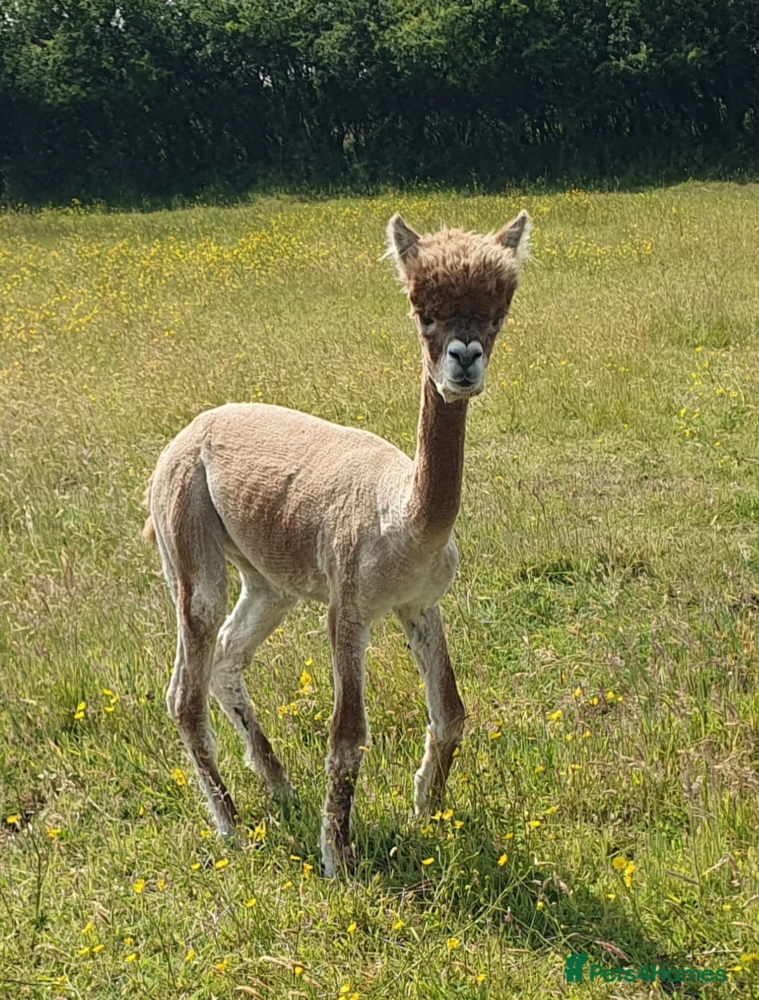 Alpaca livestock for sale: Selection of Alpacas for Sale - Advert 6