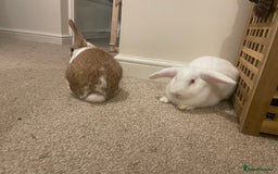 French Lop rabbits for sale: 4 x mixed breed lop bunnies 2 x albino REW 2 x not - Image 11