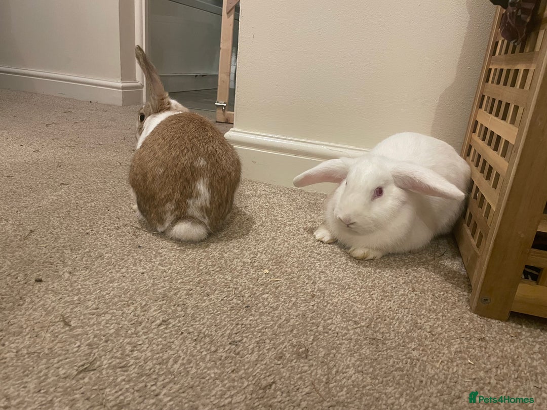 French Lop rabbits for sale: 4 x mixed breed lop bunnies 2 x albino REW 2 x not - Image 11