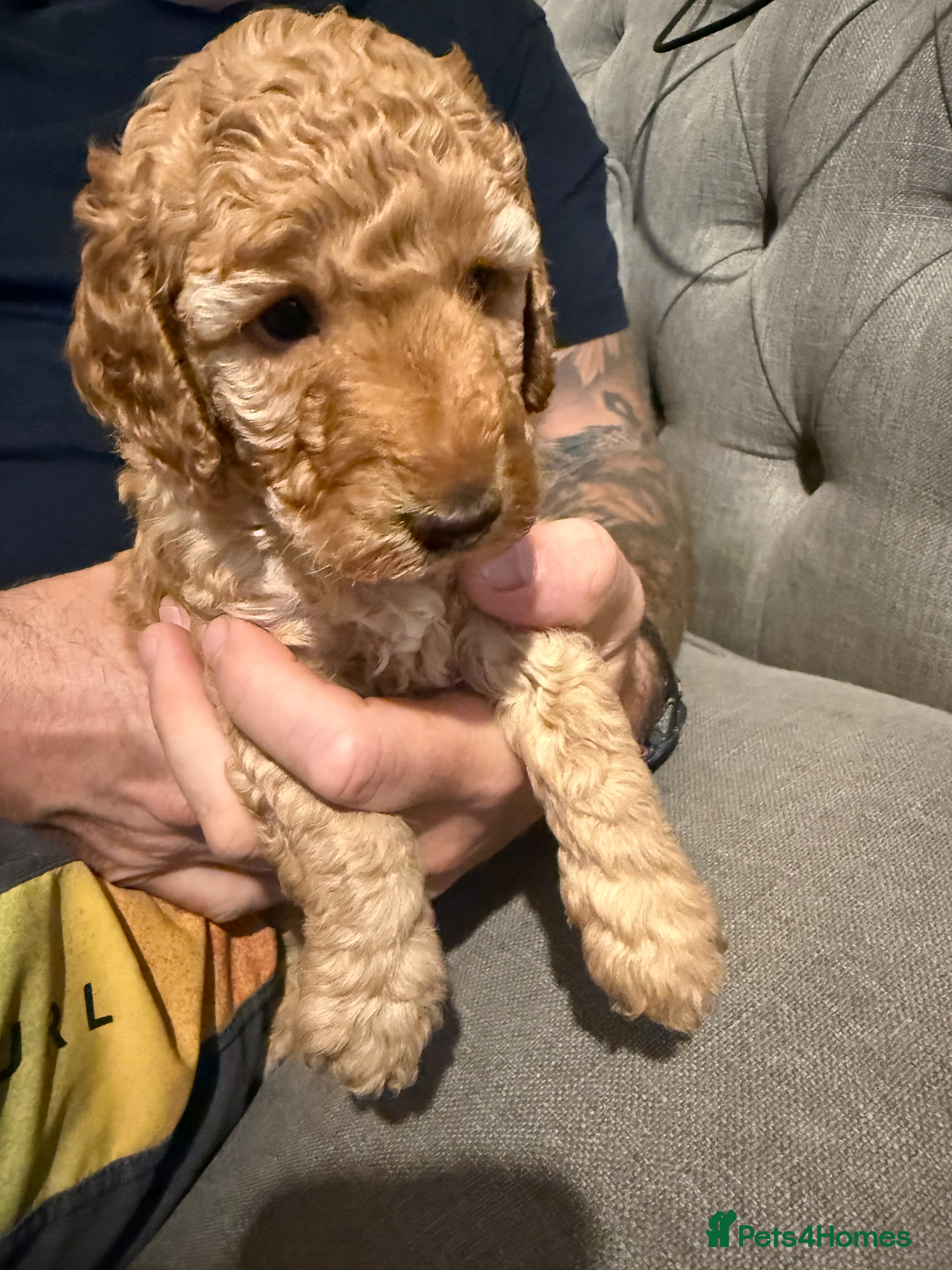 Cockapoo dogs 🐾 3 Gorgeous Male F1B Apricot Cockapoo Puppies 🐾 - Advert 2