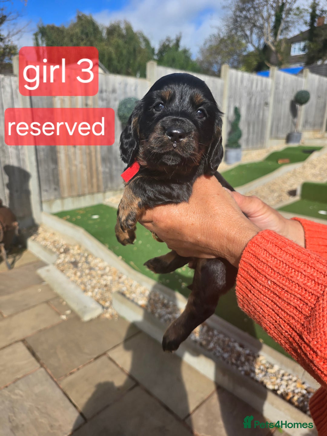 Cocker Spaniel dogs for sale: Cocker spaniel puppies  - Image 9