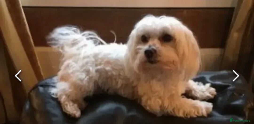 Maltese dogs for stud: Small Maltese dog for stud  in Stafford - Advert 5