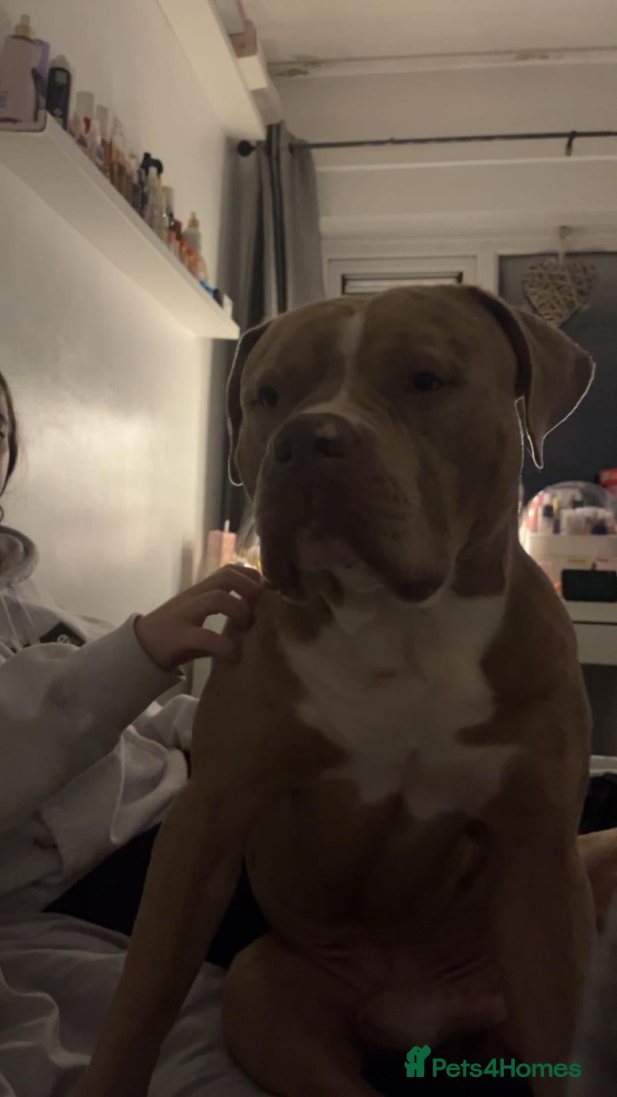 Mixed Breed dogs Mastiff x  - Advert 1