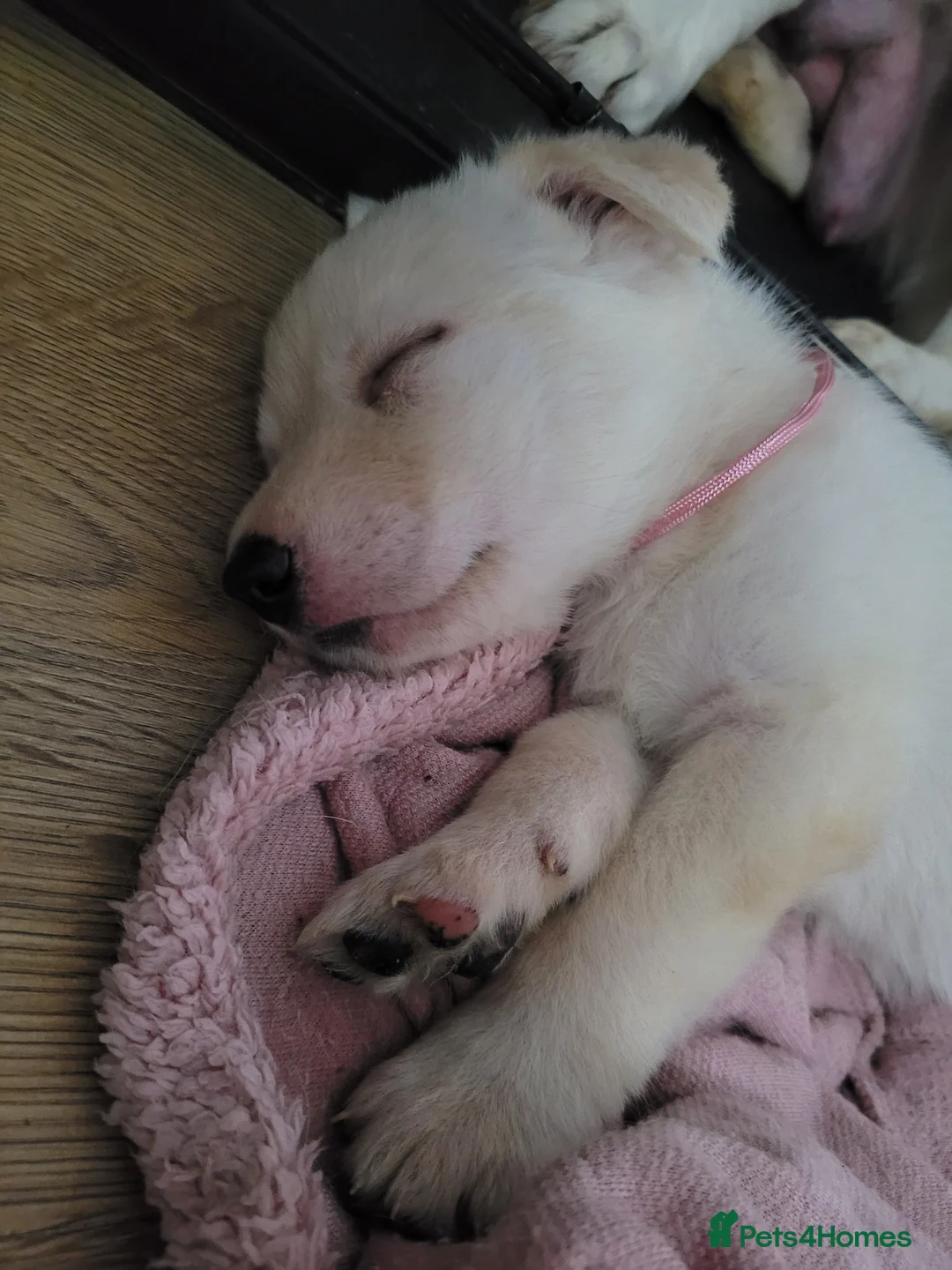 Mixed Breed dogs for sale: Golden shepherd - Advert 32