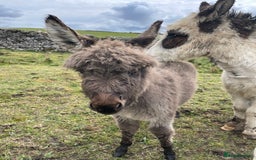 Miniature horses for sale: Miniature Mediterranean Donkey foals - Image 4