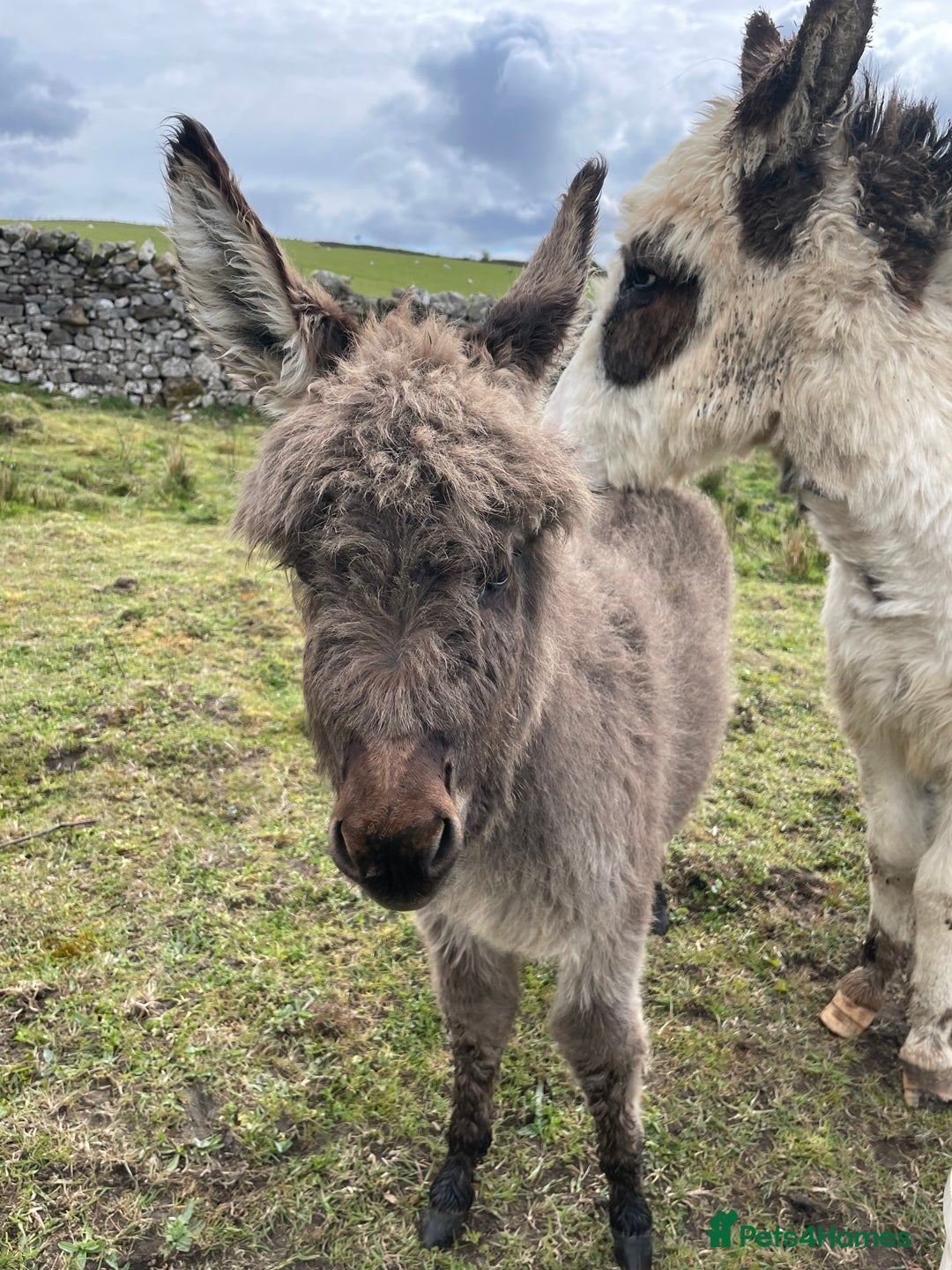 Miniature horses for sale: Miniature Mediterranean Donkey foals - Image 4