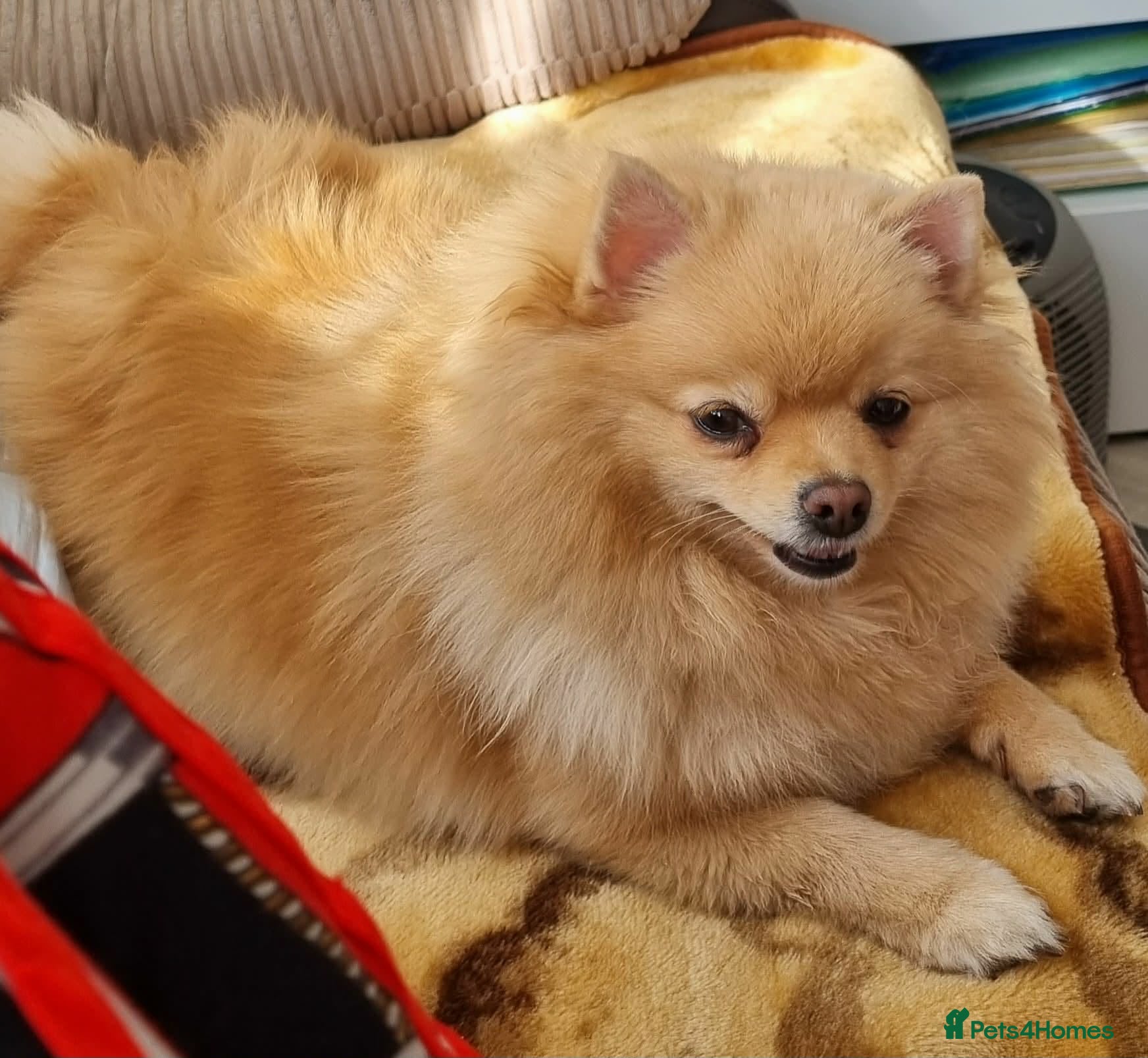 Pomeranian dogs Beautiful Pomeranian puppie male - Advert 1