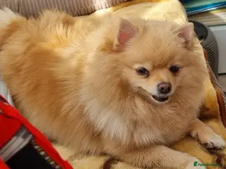 Pomeranian dogs Beautiful Pomeranian puppie male - Advert 1