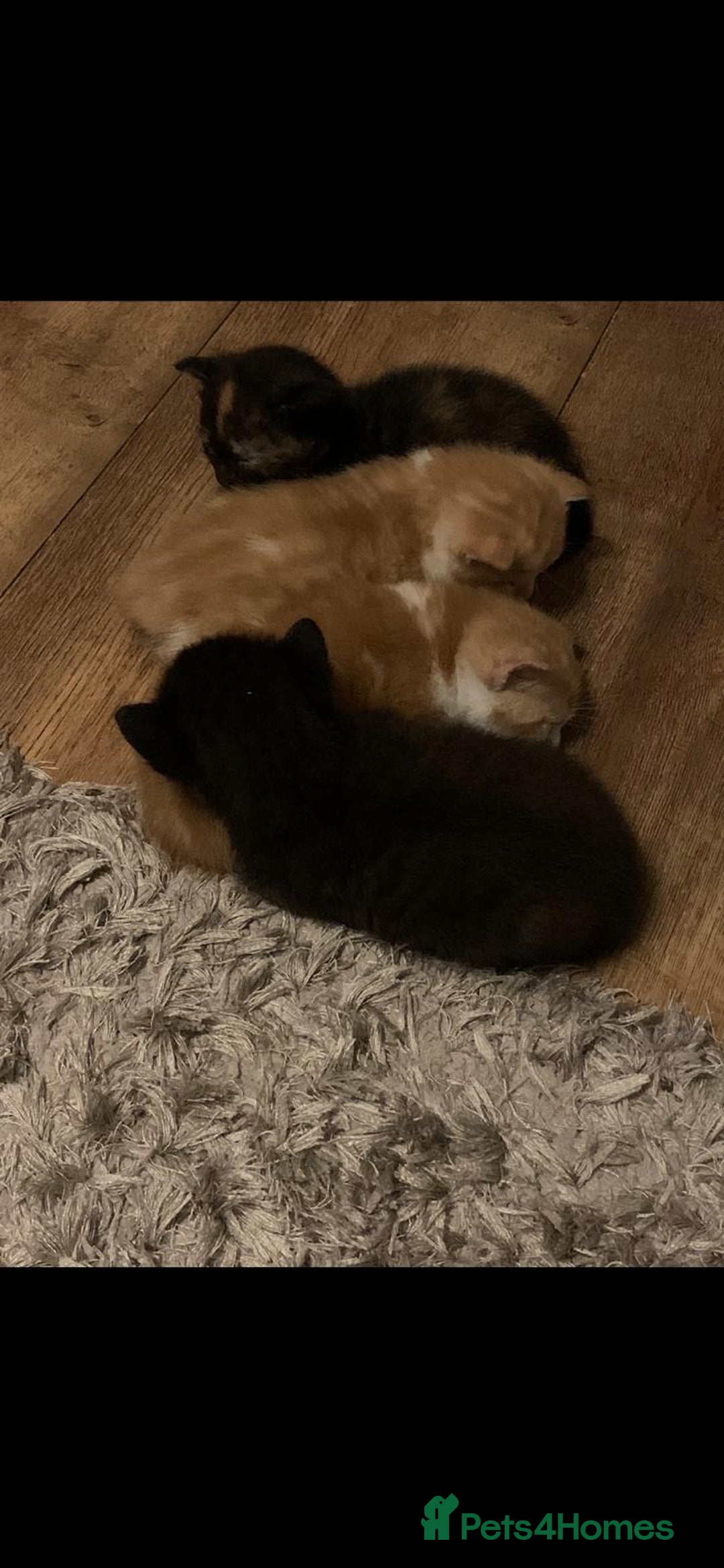 Mixed Breed cats for sale: 3 Male kittens  - Image 17