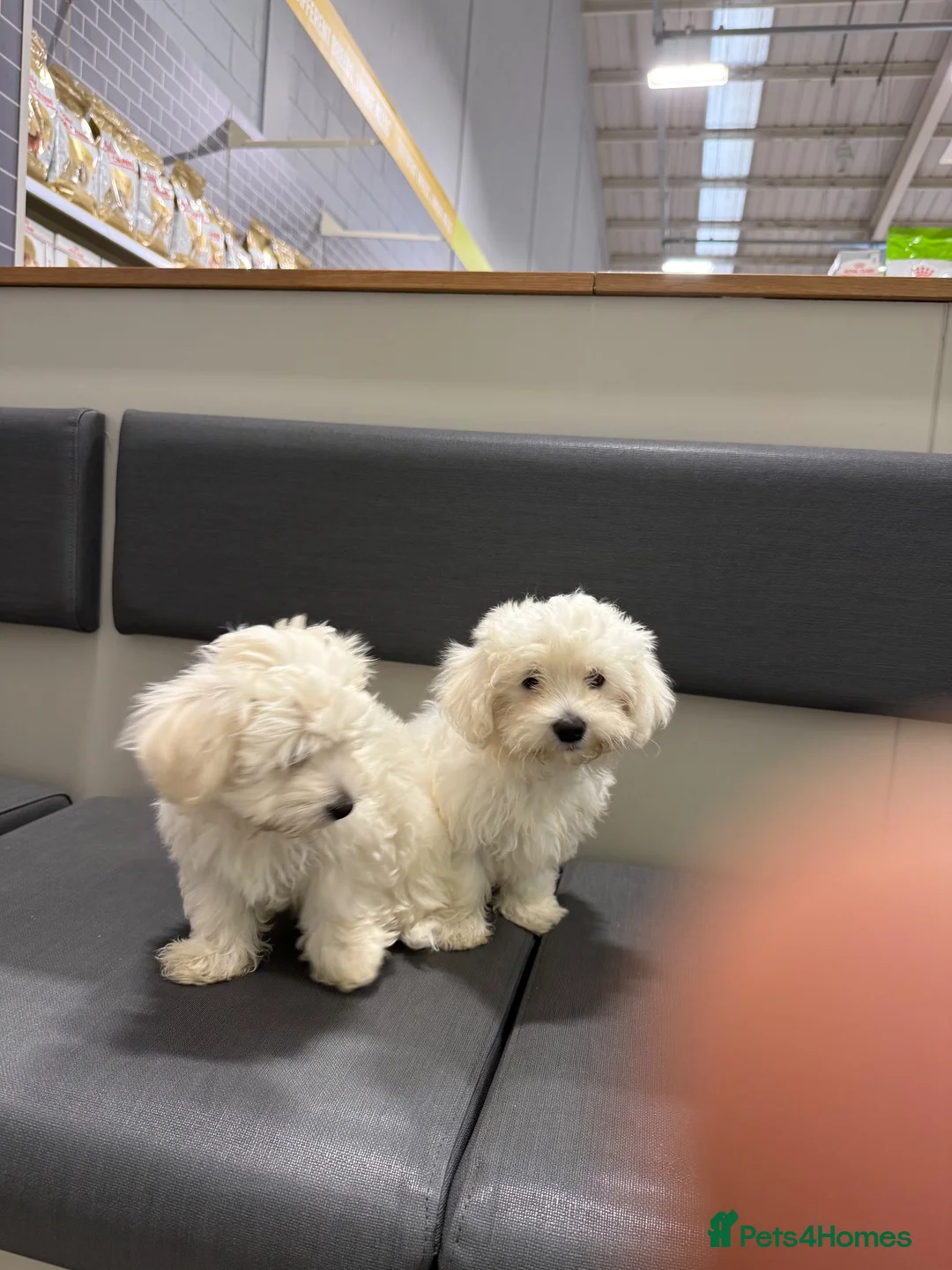 Maltese dogs for sale: Selling Bichon Maltese  - Advert 2