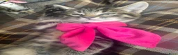Mixed Breed cats for sale: 5 beautiful tabby kittens  - Advert 12