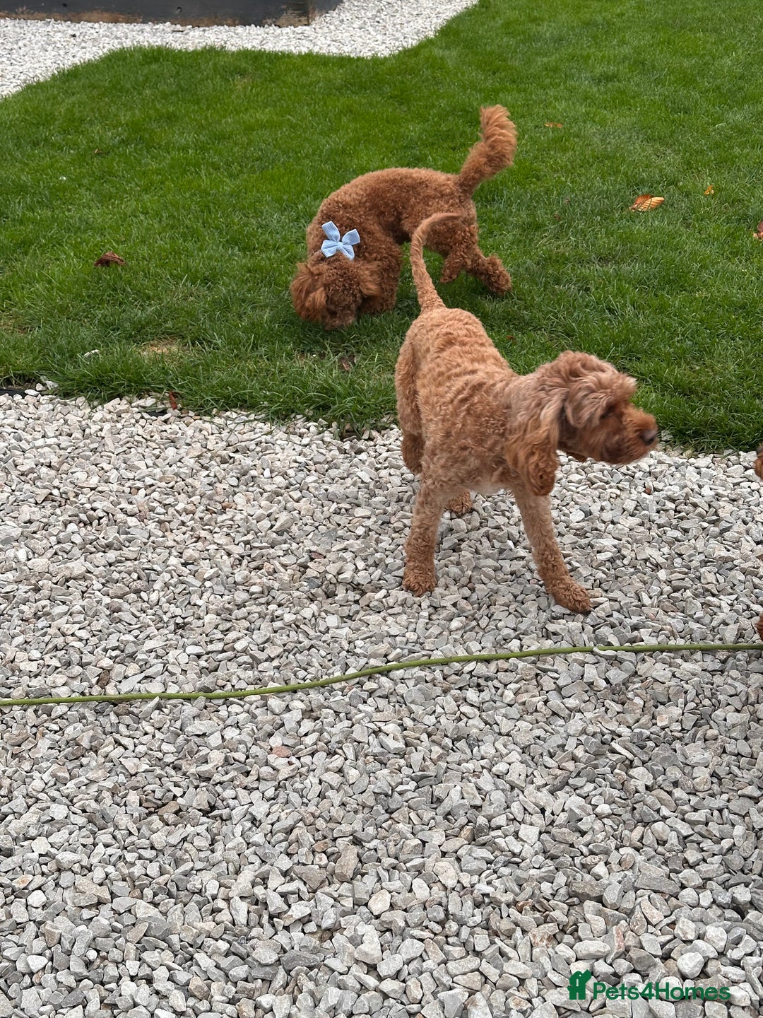 Toy Poodle dogs for stud: Our Little Mylo ready for stud duties ⭐️ - Advert 12