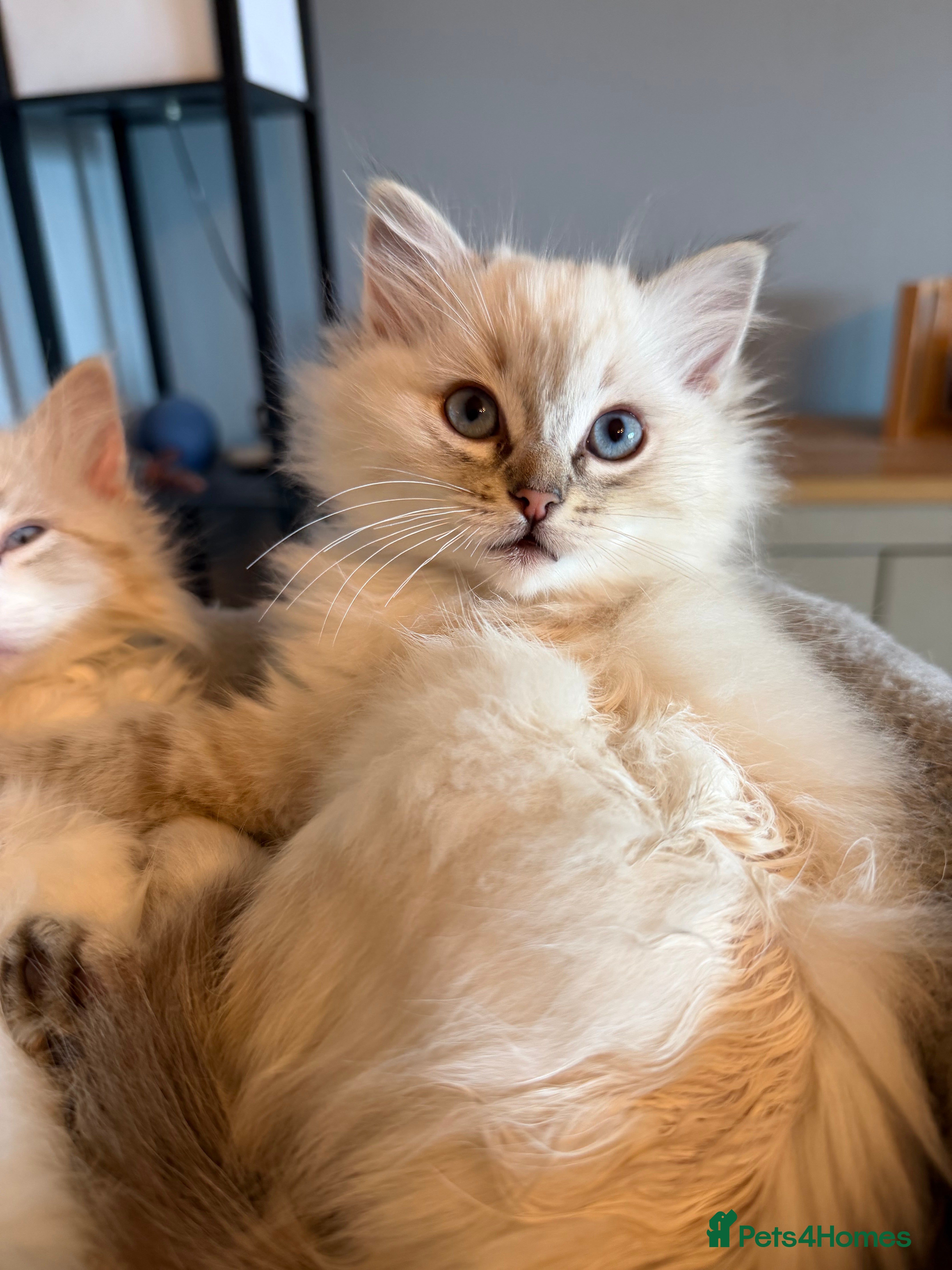 Ragdoll cats Beautiful Ragdoll Kittens (READY NOW) - Advert 2
