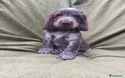 Cocker Spaniel dogs for sale: 1 beautiful kc reg show cocker puppy for sale - Image 5