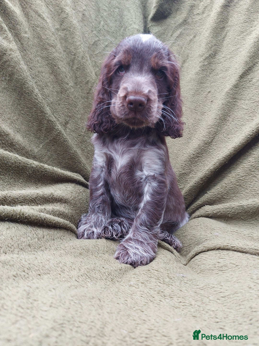 Cocker Spaniel dogs for sale: 1 beautiful kc reg show cocker puppy for sale - Image 5
