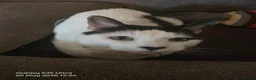 Domestic Shorthair cats for sale: Female cat for sale  - Advert 2