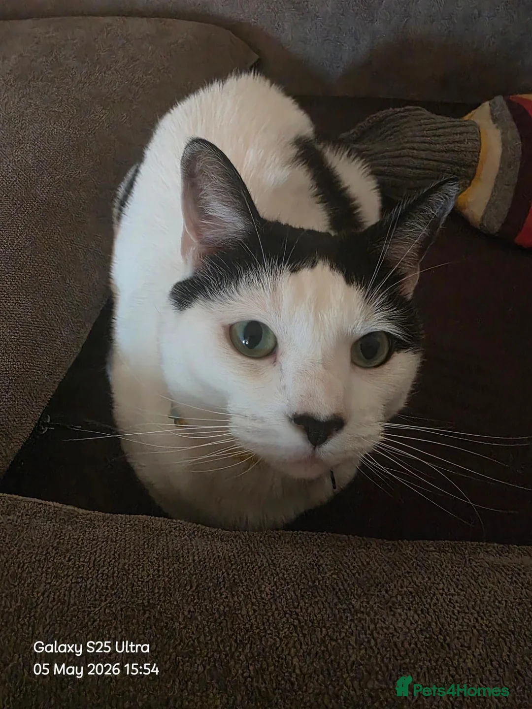 Domestic Shorthair cats for sale: Female cat for sale  - Advert 2