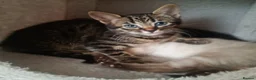 Bengal cats for sale: X2 Half Bengal kittens (Ideally rehomed together) - Advert 2