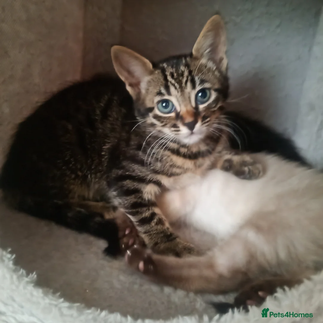 Bengal cats for sale: X2 Half Bengal kittens (Ideally rehomed together) - Advert 2