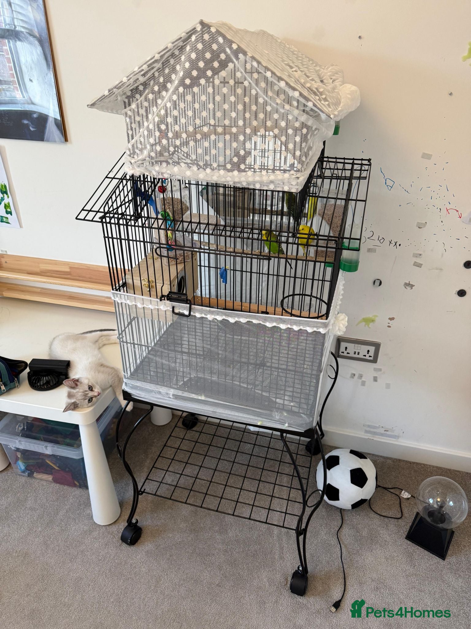 Budgerigars birds Budgies with Huge Cage and all other accessories - Advert 4
