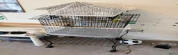 Budgerigars birds for sale: Budgies with Huge Cage and all other accessories in Coventry - Advert 1