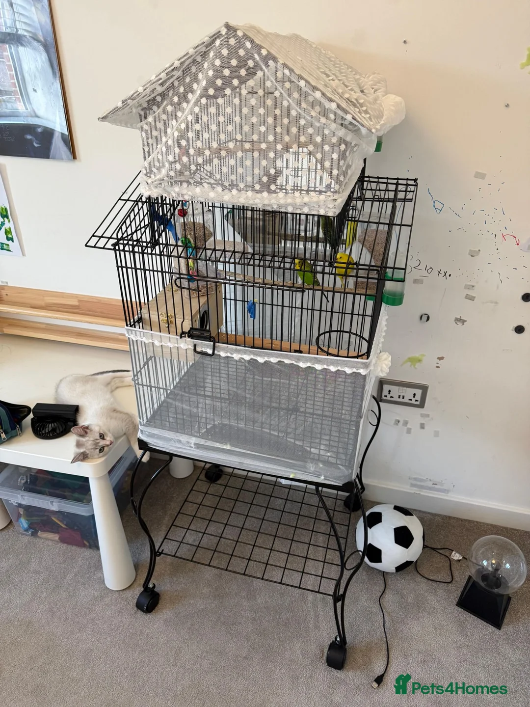 Budgerigars birds for sale: Budgies with Huge Cage and all other accessories in Coventry - Advert 1