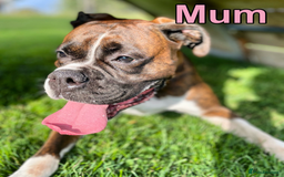 Boxer dogs for sale: A Second Chance for a Gentle Boxer - Advert 2