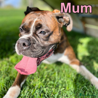 Boxer dogs A Second Chance for a Gentle Boxer - Advert 2