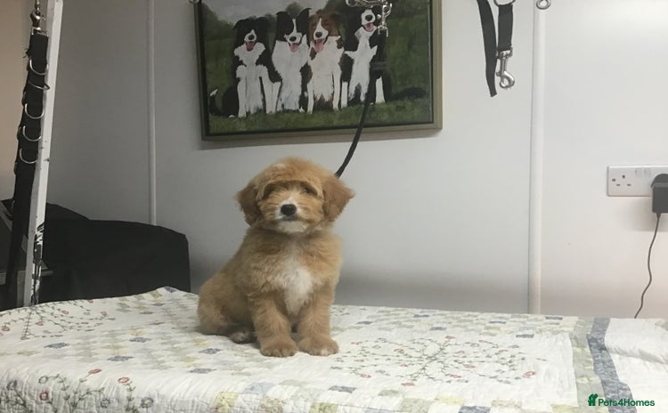 Bernedoodle dogs - Advert 3