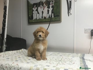 Bernedoodle dogs Rare Toy bernedoodles - Advert 5