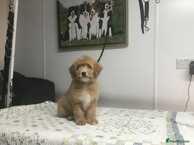 Bernedoodle dogs - Advert 3