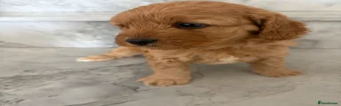 Cavapoo 1
