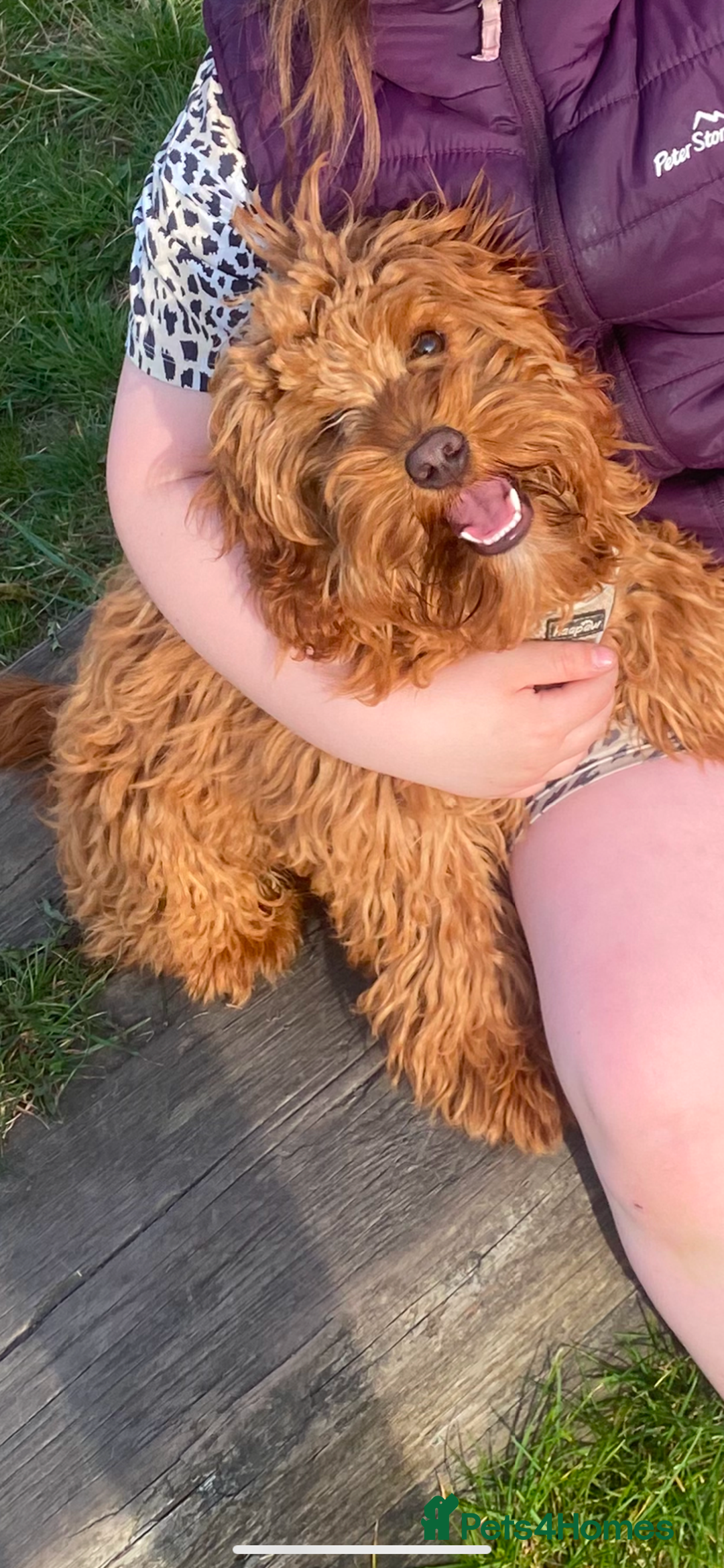 Cockapoo dogs for sale: Ginger cockapoo male - Advert 1