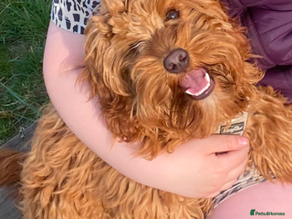 Cockapoo dogs Ginger cockapoo male - Advert 2