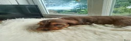 Cockapoo dogs for sale: Cockerpoo f2 - Advert 10