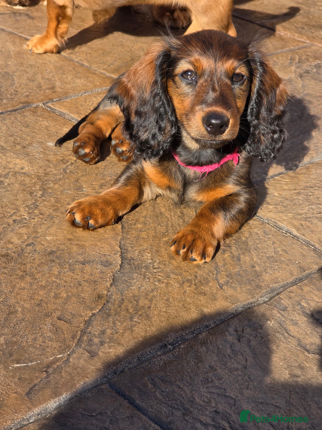 Dachshund dogs for sale: Red long-haired standard dachshund puppies - Image 33
